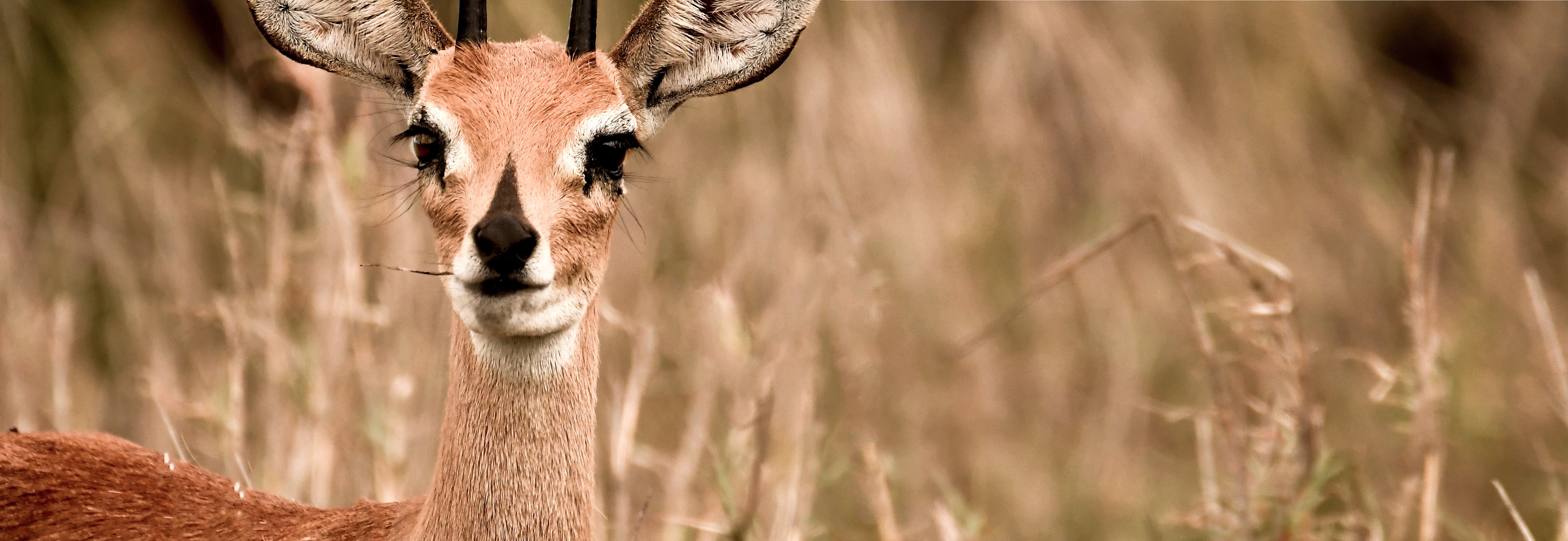 animal-animal-photography-blur-833024 pexels cerf (small)_edited v2.jpg