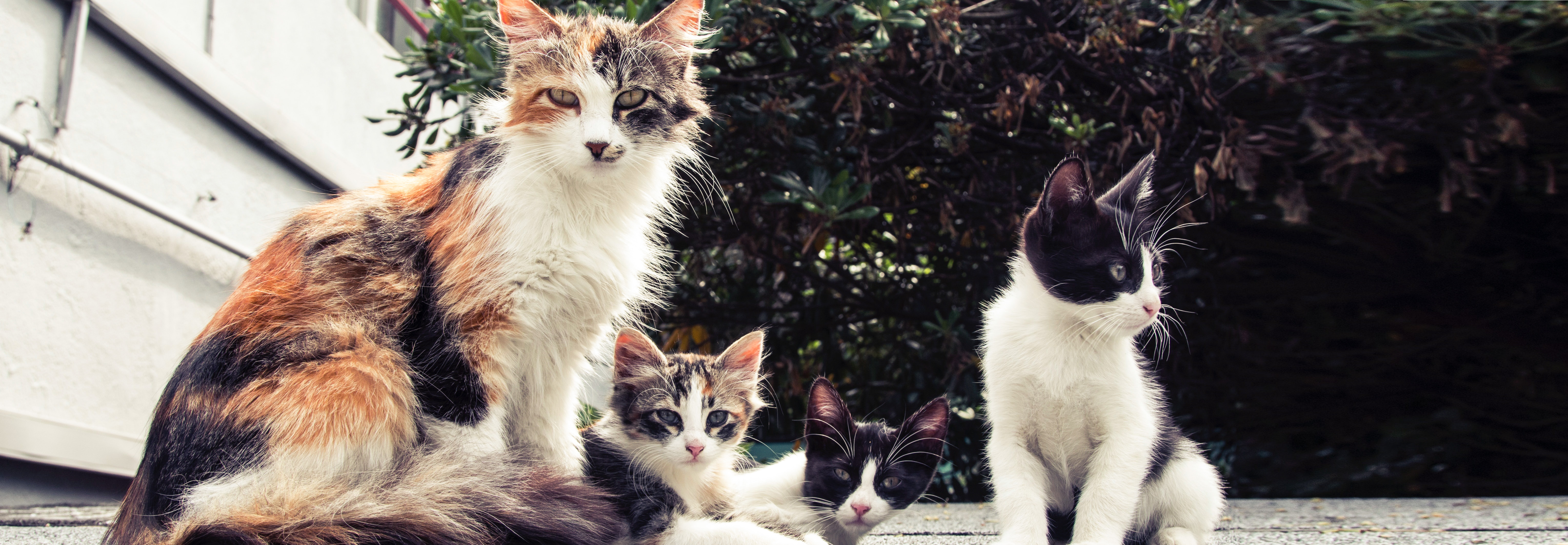 animals-breed-cats-140134 chats errants (small)_edited.jpg