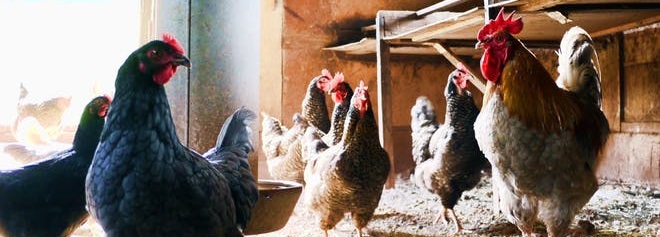 pexels-photo-840111 coqs (small).jpg