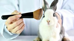Lapin qui se fait maquiller