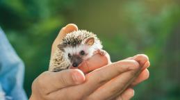 Media Name: Fotolia_114694082_protection animaux herrisson.jpg
