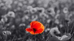 Media Name: shutterstock_289761893.jpg