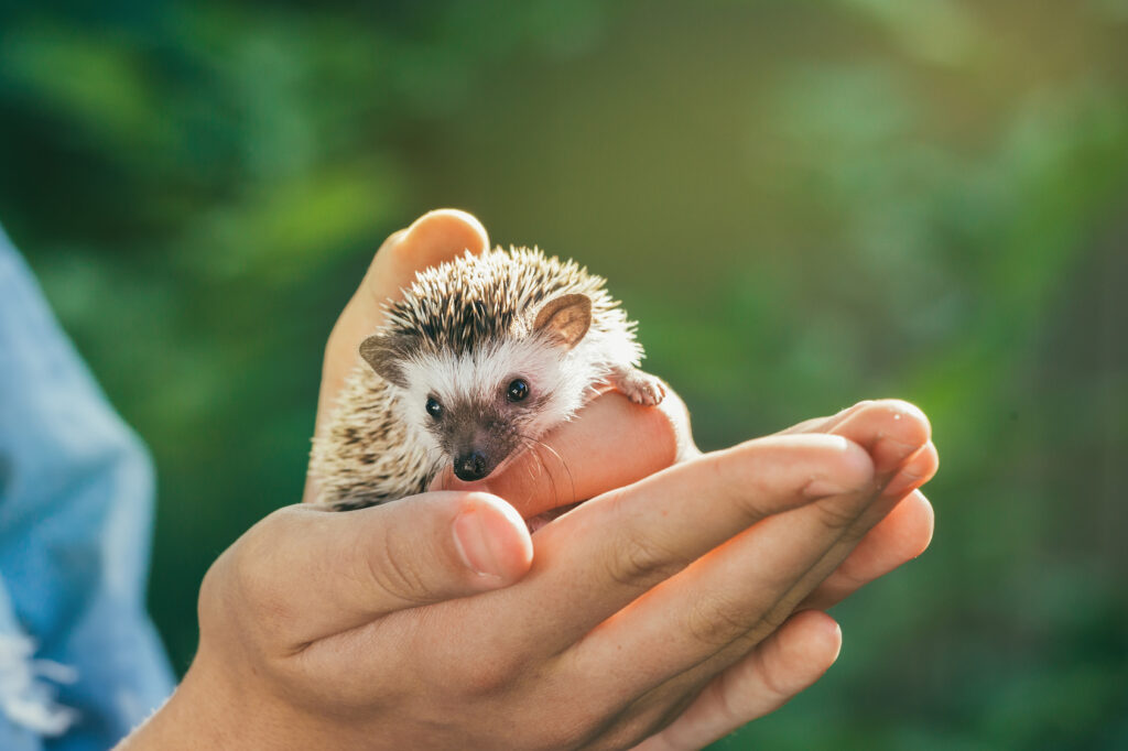 Protection des animaux : Quand et comment intervenir?