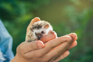 Protection des animaux : Quand et comment intervenir?