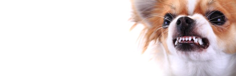 Morsures de chiens au Canada