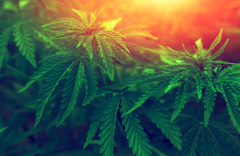 Infractions liées au cannabis : que risquez-vous?
