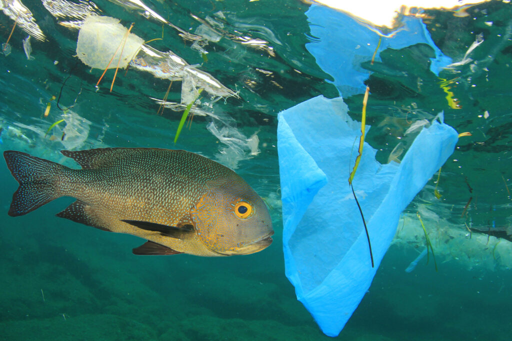 Interdiction des plastiques au Canada : ce que la loi prévoit