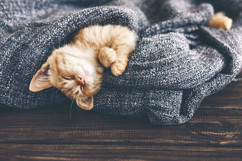 Vivre dans un logement loué avec un animal de compagnie