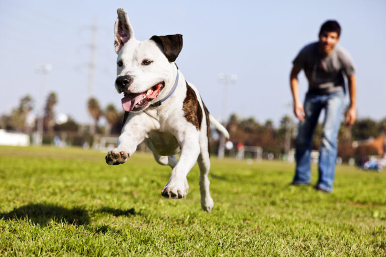 Code criminel du Canada et propriétaires de chiens